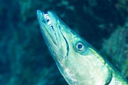 Great Barracuda looking for a dentist, Nikon D200 in Ikel... by Don Bricker 
